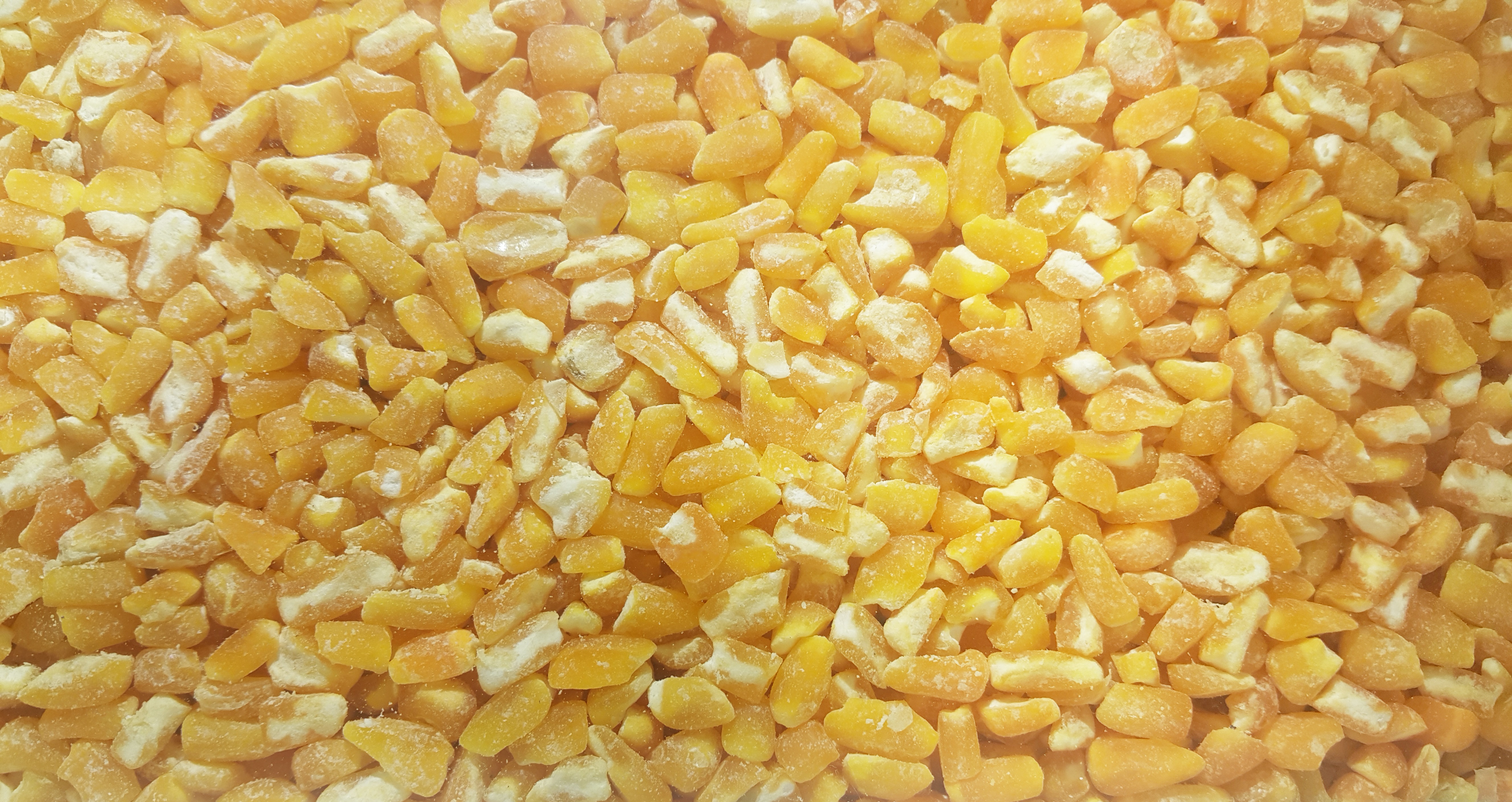 Detail Gambar Gandum Jagung Padi Nomer 20