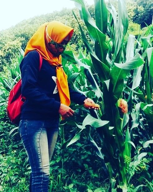 Detail Gambar Gandum Jagung Padi Nomer 36