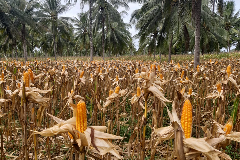 Detail Gambar Gandum Jagung Padi Nomer 39