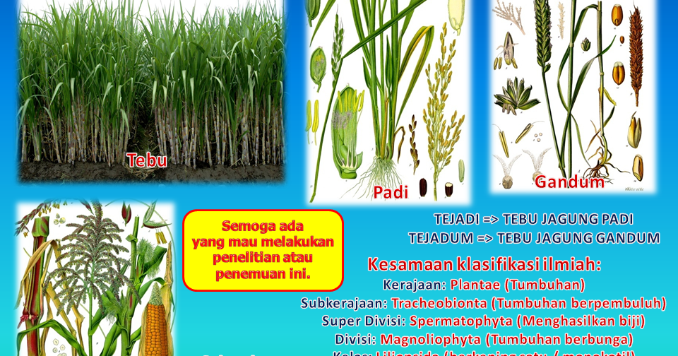 Detail Gambar Gandum Jagung Padi Nomer 6