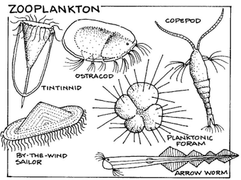 Detail Gambar Ganggang Coklat Fitoplankton Bachilopicieae Nomer 8