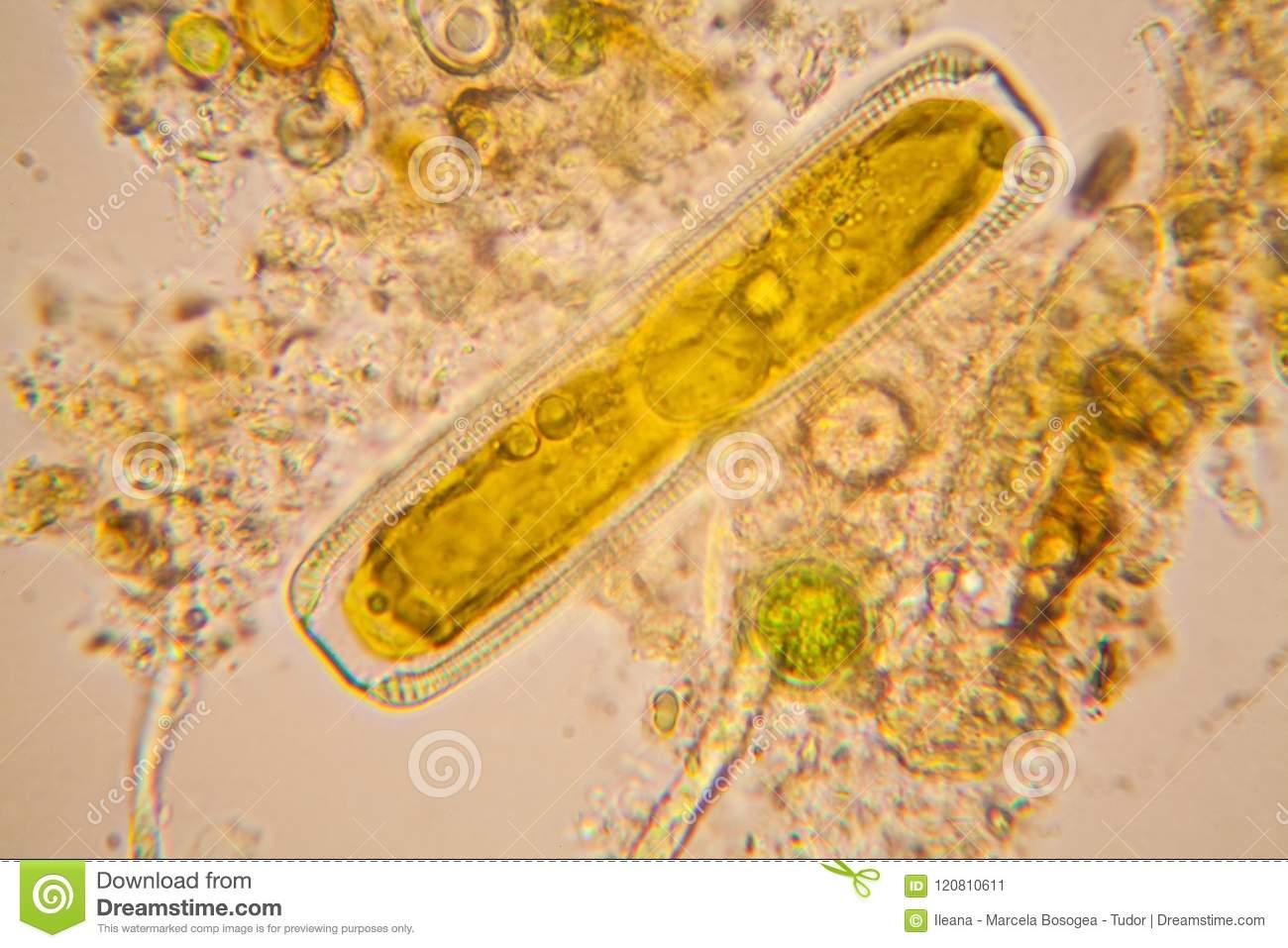 Detail Gambar Ganggang Coklat Fitoplankton Bacillariophyceae Nomer 3