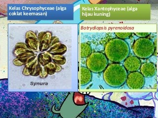 Detail Gambar Ganggang Coklat Fitoplankton Bacillariophyceae Nomer 24