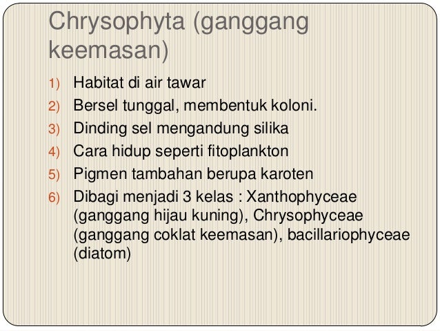 Detail Gambar Ganggang Coklat Fitoplankton Bacillariophyceae Nomer 26