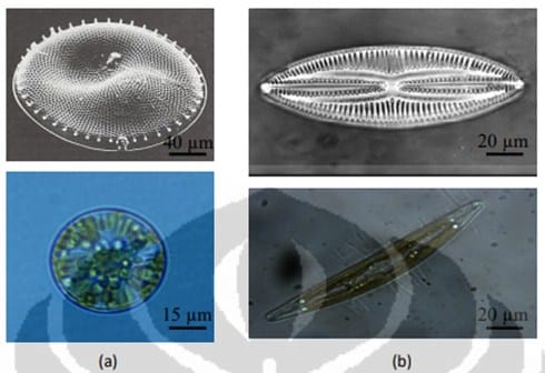 Detail Gambar Ganggang Coklat Fitoplankton Bacillariophyceae Nomer 7