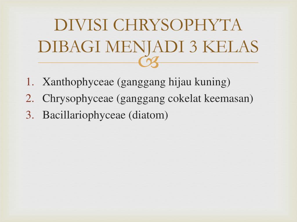 Detail Gambar Ganggang Coklat Fitoplankton Chrysophyceae Nomer 36