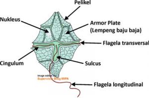 Detail Gambar Ganggang Coklat Fitoplankton Chrysophyceae Nomer 44