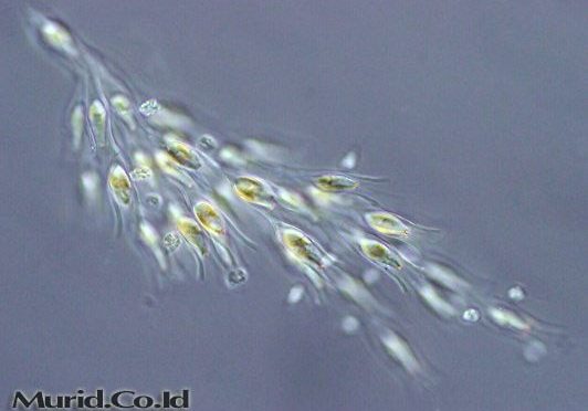 Gambar Ganggang Coklat Fitoplankton Chrysophyta - KibrisPDR