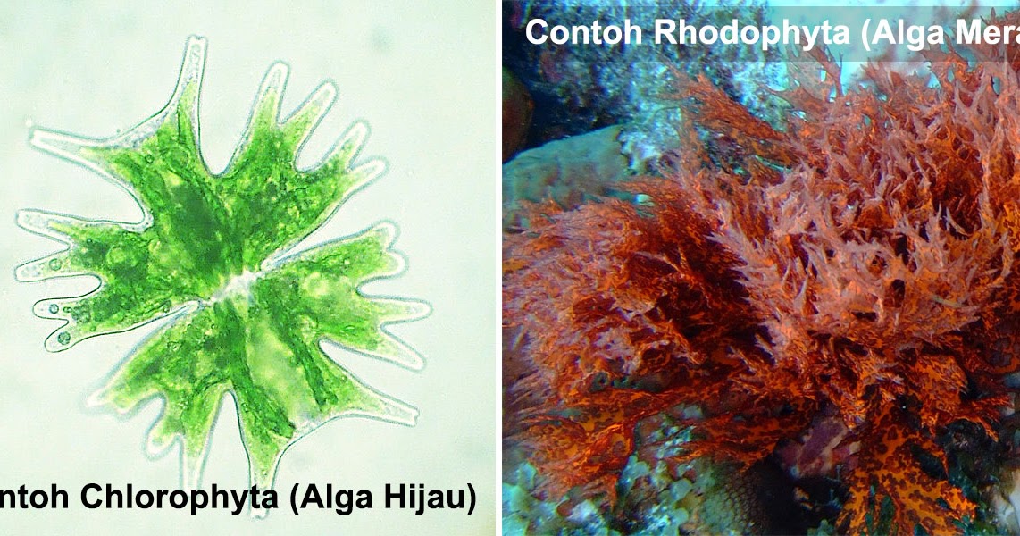 Detail Gambar Ganggang Coklat Fitoplankton Chrysophyta Nomer 14