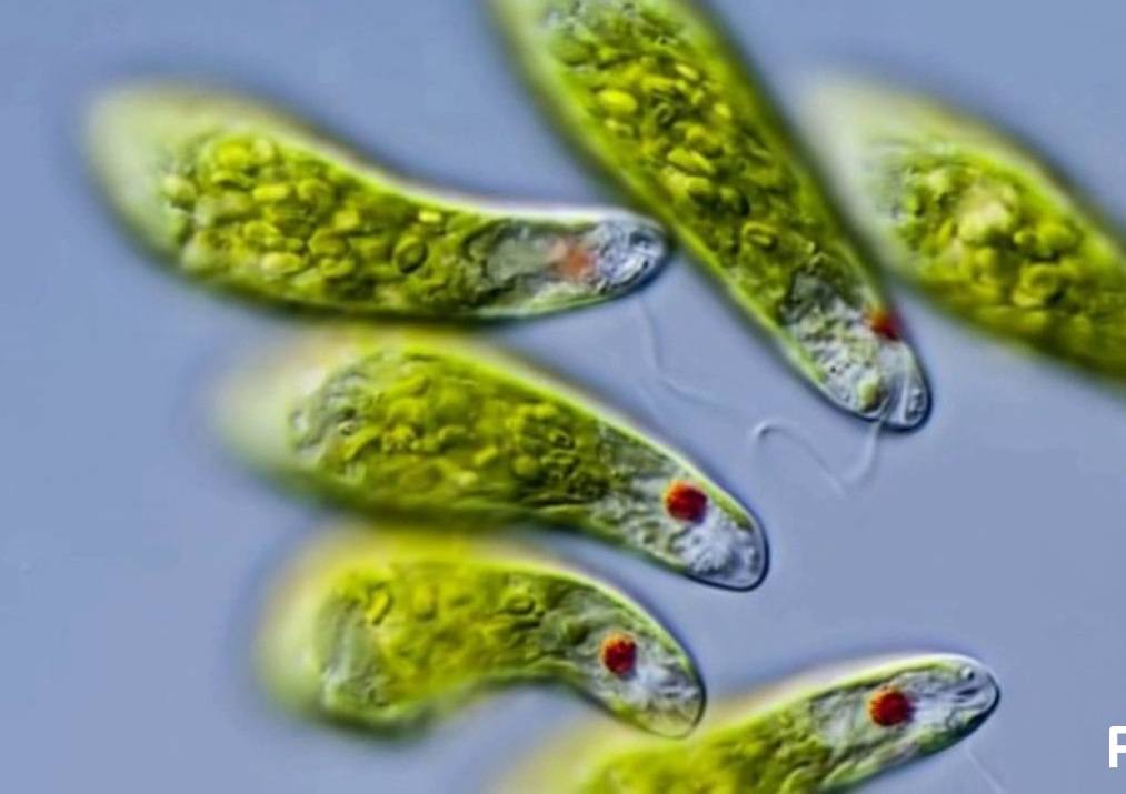 Detail Gambar Ganggang Coklat Fitoplankton Chrysophyta Nomer 17