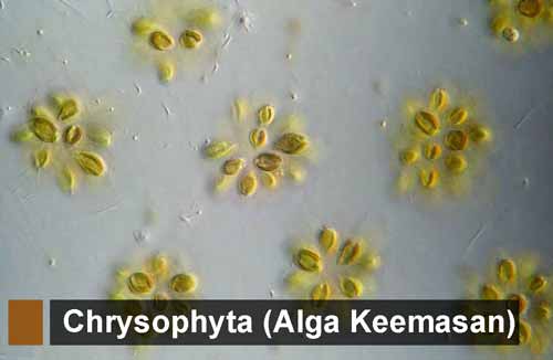 Detail Gambar Ganggang Coklat Fitoplankton Chrysophyta Nomer 3