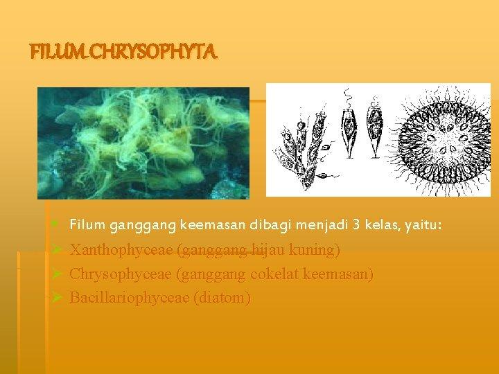 Detail Gambar Ganggang Coklat Fitoplankton Chrysophyta Nomer 4