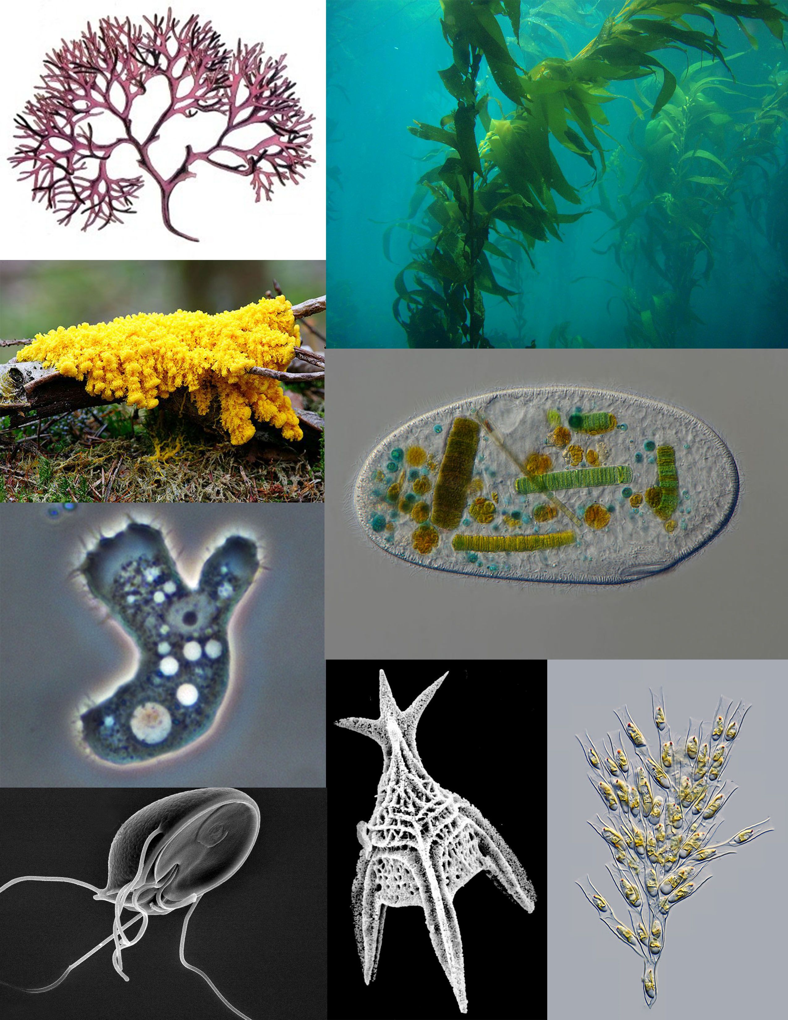 Detail Gambar Ganggang Coklat Fitoplankton Chrysophyta Nomer 26