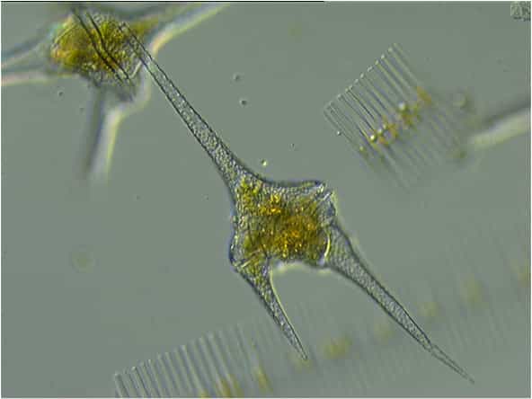 Detail Gambar Ganggang Coklat Fitoplankton Chrysophyta Nomer 34