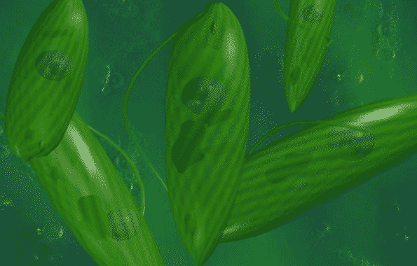 Detail Gambar Ganggang Coklat Fitoplankton Chrysophyta Nomer 36