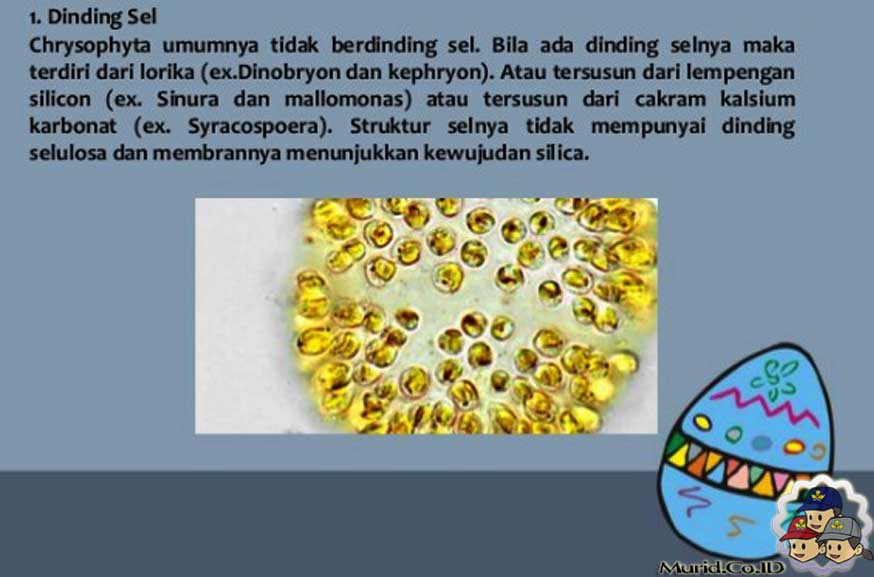 Detail Gambar Ganggang Coklat Fitoplankton Chrysophyta Nomer 40