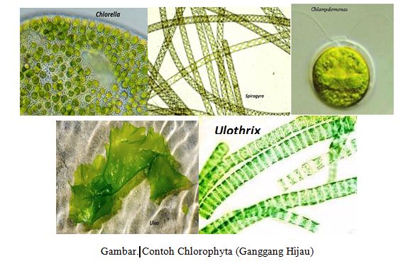 Detail Gambar Ganggang Hijau Nomer 13