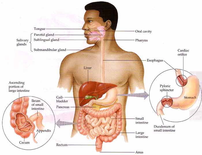 Detail Gambar Gangguan Dan Kelainan Pada Tulang Kesalahan Nutrisi Nomer 30