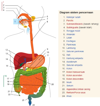 Detail Gambar Gangguan Sistem Pencernaan Nomer 49