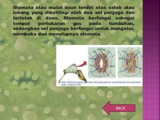 Detail Gambar Gas Tumbuhan Nomer 12