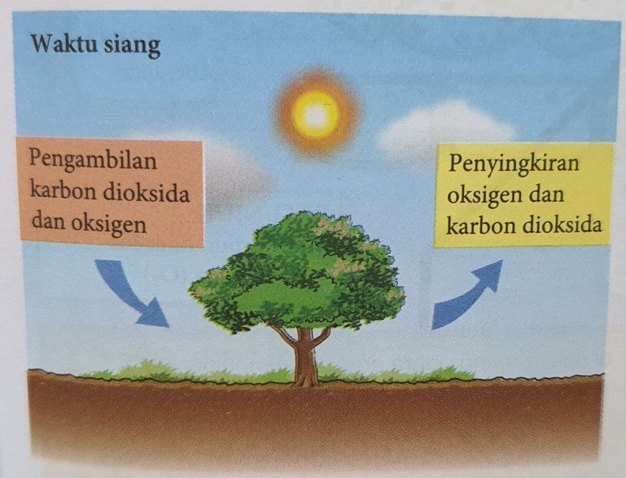 Detail Gambar Gas Tumbuhan Nomer 5