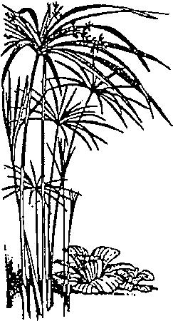 Detail Weinendes Auge Trauer Nomer 18
