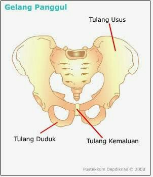 Detail Gambar Gelang Panggul Nomer 31