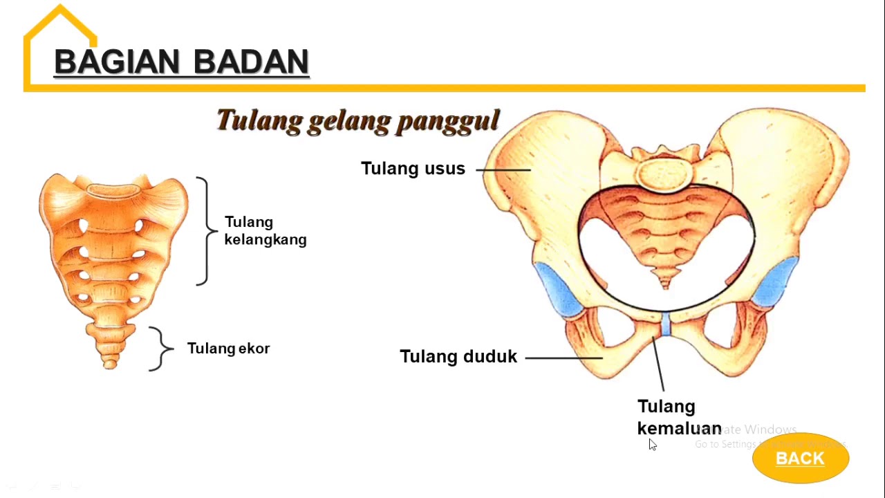 Detail Gambar Gelang Panggul Nomer 34