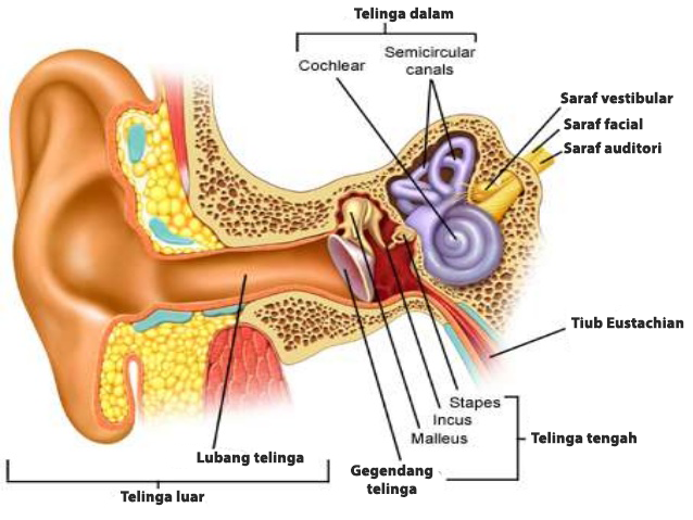 Detail Gambar Gendang Telinga Pecah Nomer 42