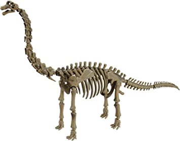 Detail Skelett Dino Nomer 17