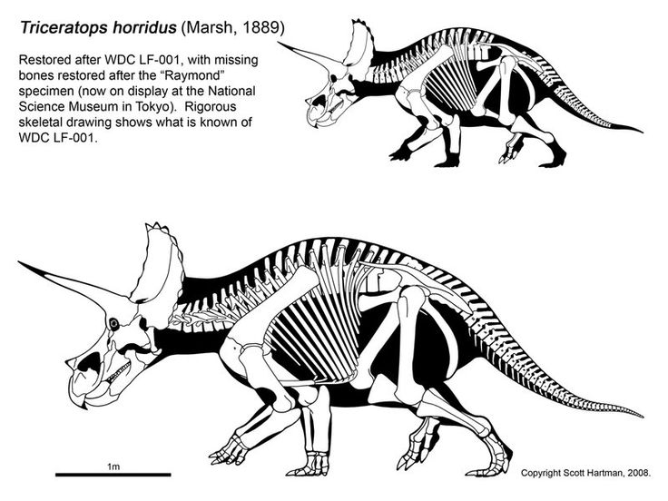 Detail Skelett Dino Nomer 26