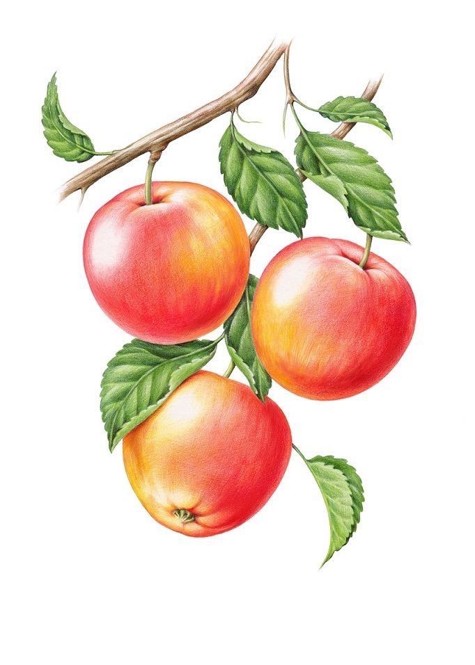 Detail Apfel Skizze Nomer 10