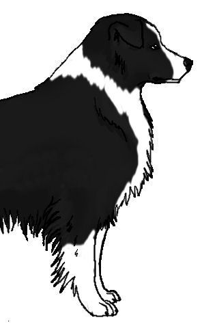 Detail Border Collie Braun Merle Nomer 10