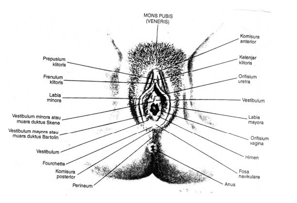 Detail Gambar Genetalia Wanita Nomer 13