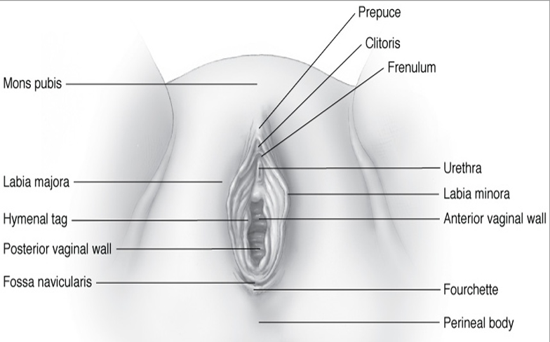 Detail Gambar Genetalia Wanita Nomer 14