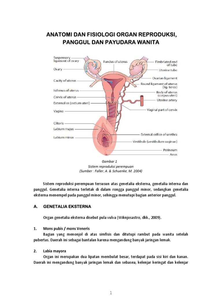 Detail Gambar Genetalia Wanita Nomer 20