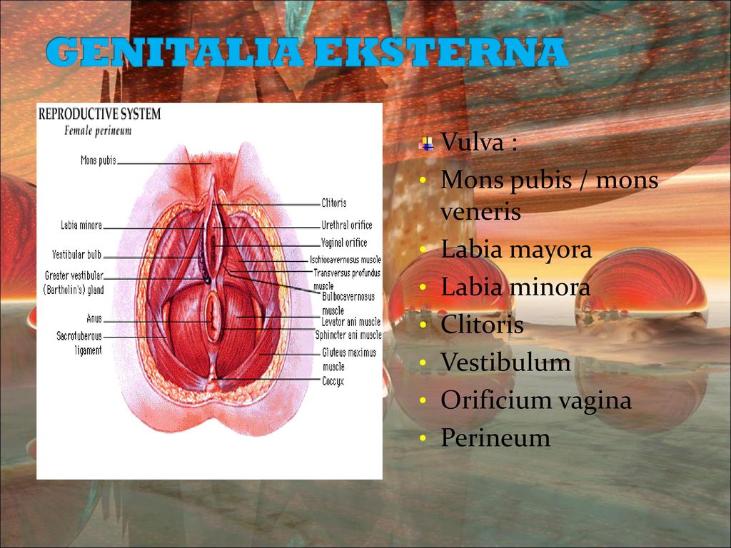 Detail Gambar Genetalia Wanita Nomer 25