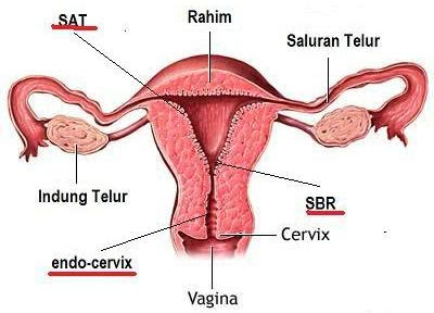 Detail Gambar Genetalia Wanita Nomer 5