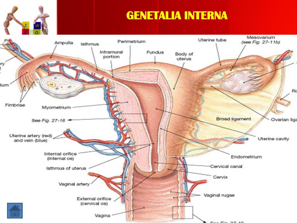 Detail Gambar Genetalia Wanita Nomer 7