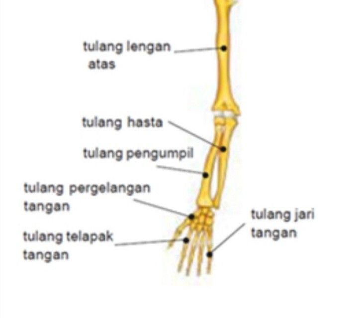 Detail Gambar Gerak Anatomi Pd Tangan Nomer 27