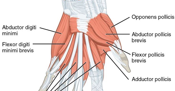 Detail Gambar Gerak Anatomi Pd Tangan Nomer 28