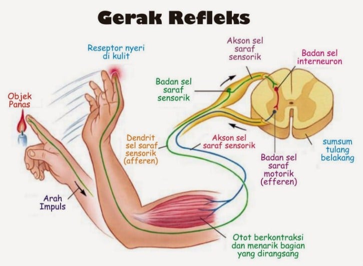 Gambar Gerak Biasa Dan Refleks - KibrisPDR