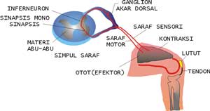 Detail Gambar Gerak Biasa Dan Refleks Nomer 16