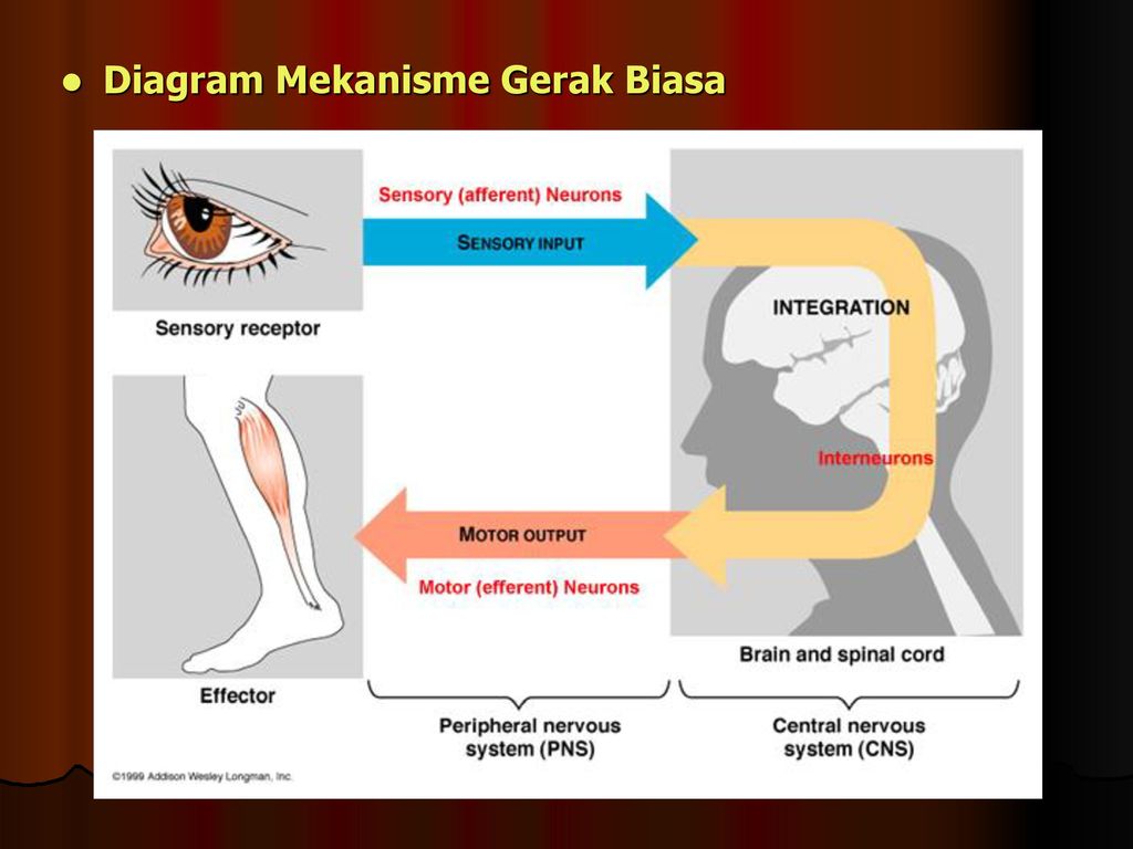 Detail Gambar Gerak Biasa Dan Refleks Nomer 18