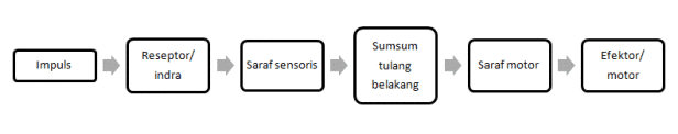 Detail Gambar Gerak Biasa Dan Refleks Nomer 35