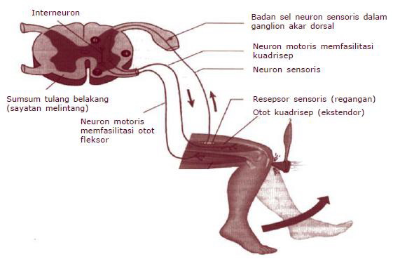 Detail Gambar Gerak Biasa Dan Refleks Nomer 7