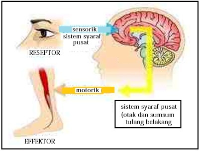 Detail Gambar Gerak Biasa Dan Refleks Nomer 9