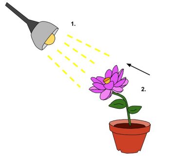 Detail Gambar Gerak Fototropisme Nomer 25