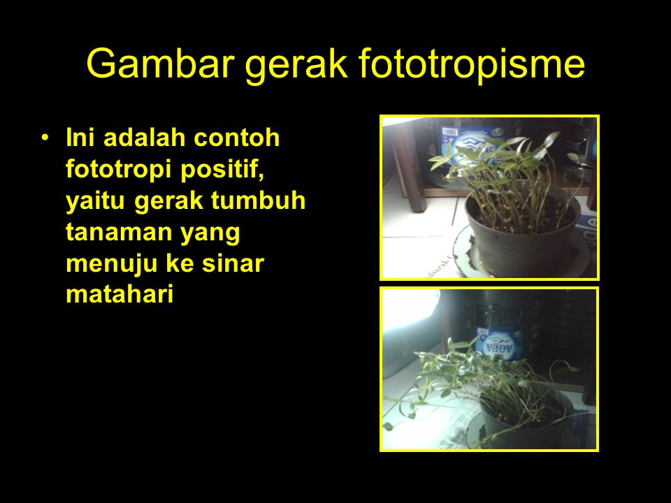 Detail Gambar Gerak Fototropisme Nomer 28