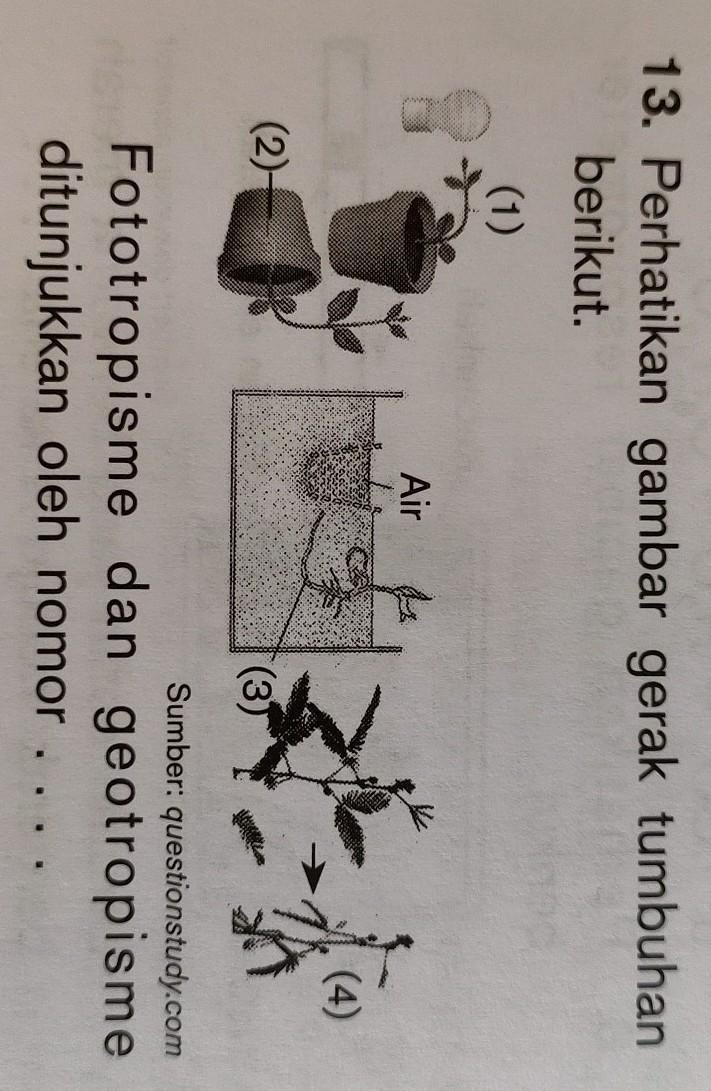 Detail Gambar Gerak Fototropisme Nomer 51